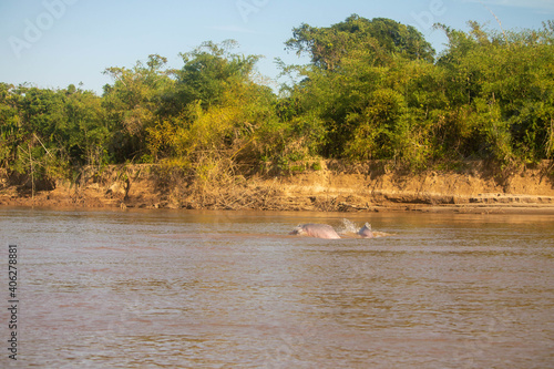 Pareja de delfines rosados en los llanos orientales  Arauca  Colombia.