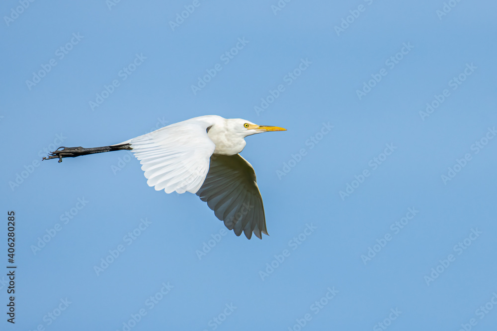 Nature wildlife image of Great Egret bird flying around paddy field Nature wildlife image of Great Egret bird flying around paddy field