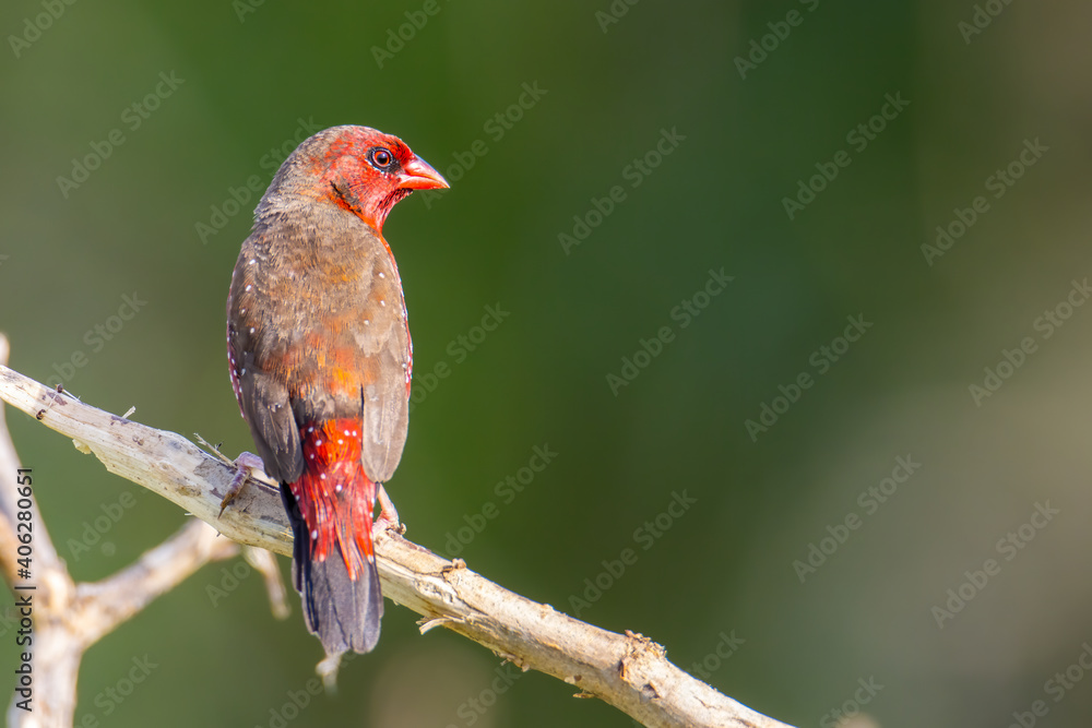 Red Avadavat Birds in Malaysia and Southeast-Asia. Red Avadavat Birds in Malaysia and Southeast-Asia.