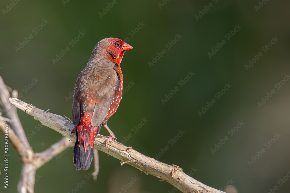 Red Avadavat Birds in Malaysia and Southeast-Asia. Red Avadavat Birds in Malaysia and Southeast-Asia.