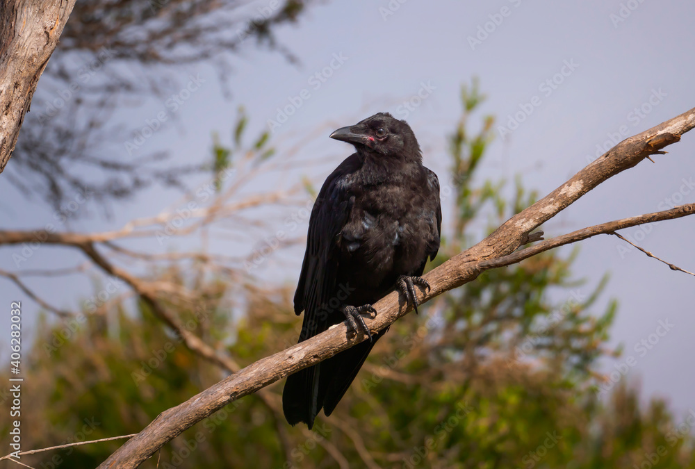 Fototapeta premium Australian Raven juvenile sitting in tree