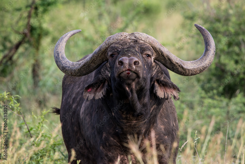 Fototapeta premium Cape Buffalo