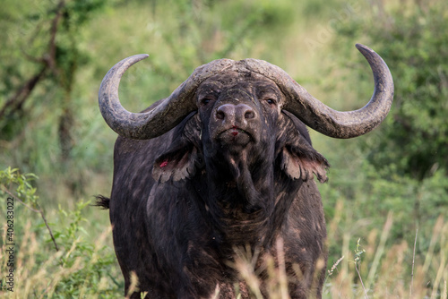 Cape Buffalo