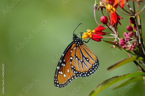 Queen Butterfly (Danaus gilippus) on butterfly weed © Tonia