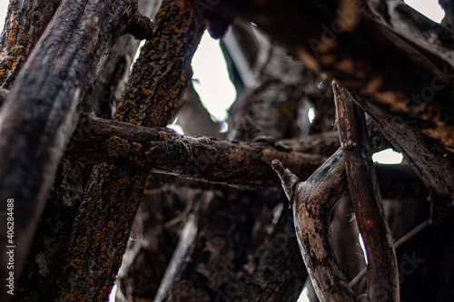 Knot of Branches