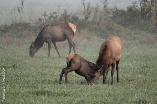 Elk Calf Nurses As Mother Grazes