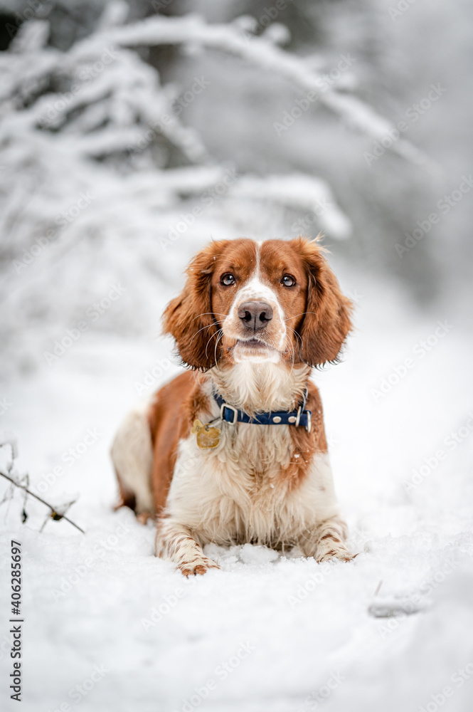 Adorable welsh springer spaniel dog breed in snowy forest in winter.