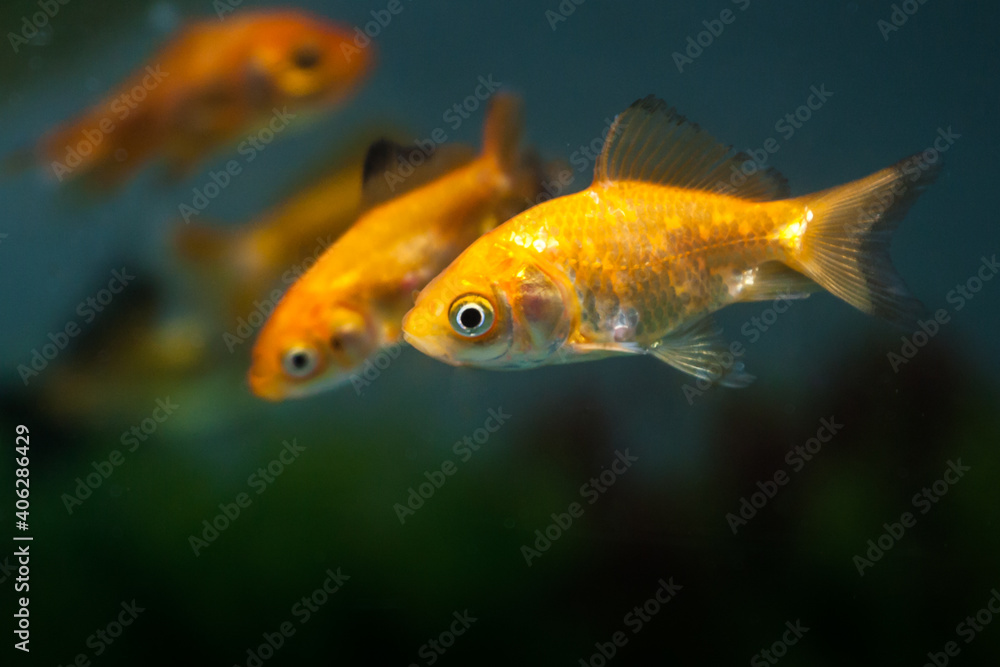 Gold fish swimming in fresh water aquarium tank Gold fish swimming in fresh water aquarium tank