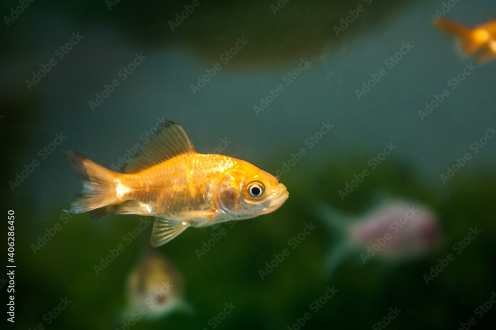 Gold fish swimming in fresh water aquarium tank Gold fish swimming in fresh water aquarium tank