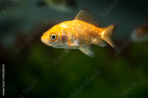 Gold fish swimming in fresh water aquarium tank © Robinson Thomas