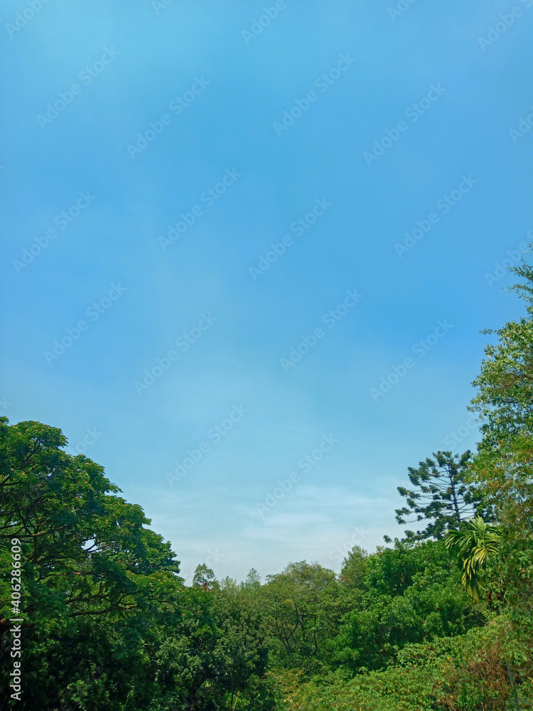 forest and sky forest and sky