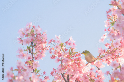 メジロと河津桜と朝の空