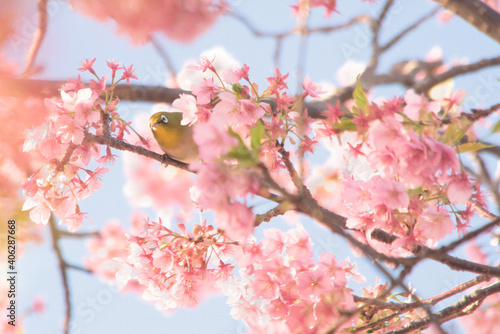 メジロと河津桜と朝の空