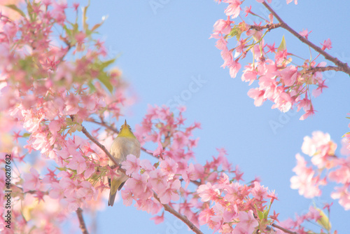 メジロと河津桜と朝の空