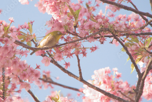 メジロと河津桜