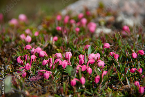 Pink arctic flowers found on the tundra, near Arviat, Nunavut Canada photo