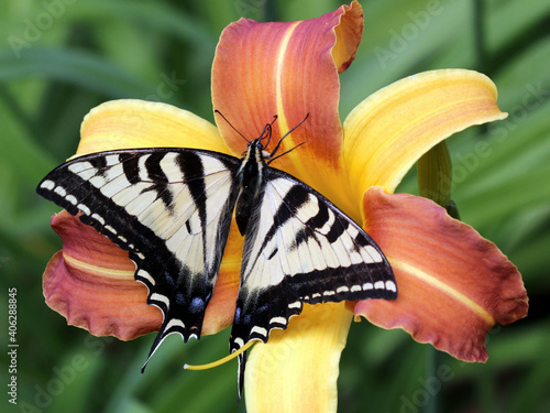 Pale Swallowtail Butterfly on Daylily