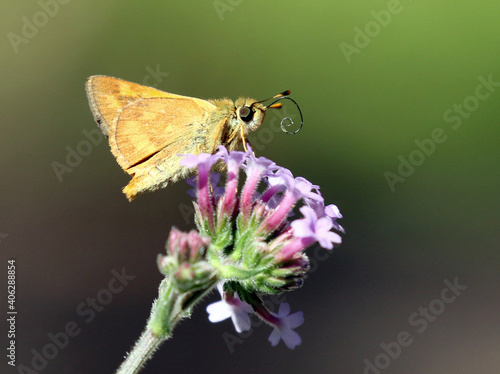 Woodland Skipper (Ochlodes sylvanoides) on Tall Verbena photo