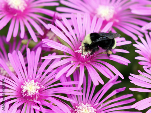 Yellow-faced Bumblebee on Ice Plant Flowers