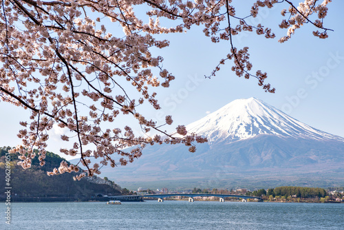 Fuji Mountain and Pink Sakura in Spring at Kawaguchiko Lake, Japan © iamdoctoregg