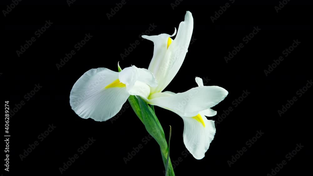 Time lapse of flowering white iris on a black background, beautiful white flower video 4k Time lapse of flowering white iris on a black background, beautiful white flower video 4k