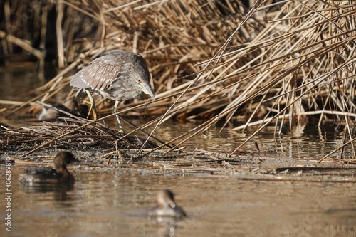 Night heron stalking