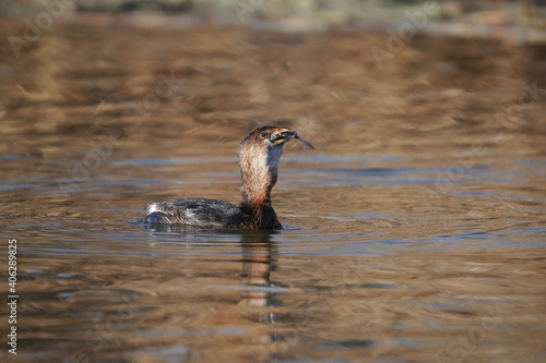 Pie-billed Grebe eating a fish