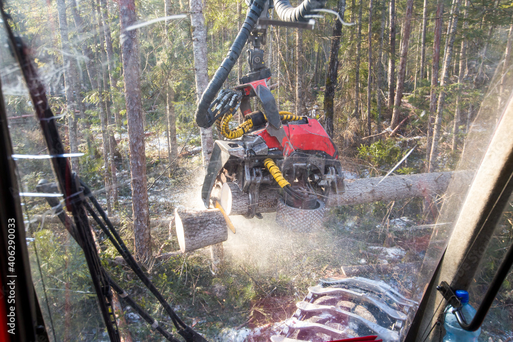 View from the harvester cabin. Deforestation with an automatic saw. View from the harvester cabin. Deforestation with an automatic saw.