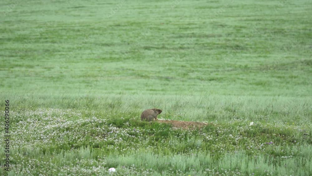 Real marmot in a meadow covered with green fresh grass.Sciuridae rodent animal wild wildlife nature genus marmota chipmunk prairie dog groundhog suslik cynomys souslik dogs marmots antelope alpine 4K. Real marmot in a meadow covered with green fresh grass.Sciuridae rodent animal wild wildlife nature genus marmota chipmunk prairie dog groundhog suslik cynomys souslik dogs marmots antelope alpine 4K.