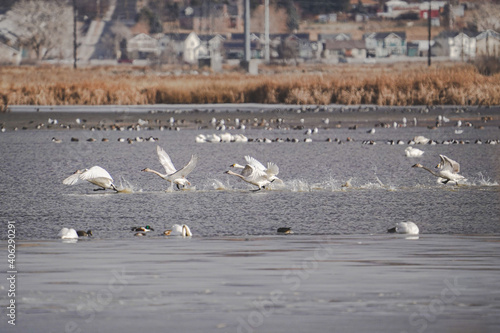 Tundra Swans flying away