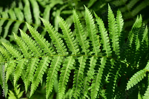 Fern leaf.  Common bracken (lat. Pteridium aquilinum) is a perennial herbaceous fern of the Dennstaedtia family (Dennstaedtiaceae).