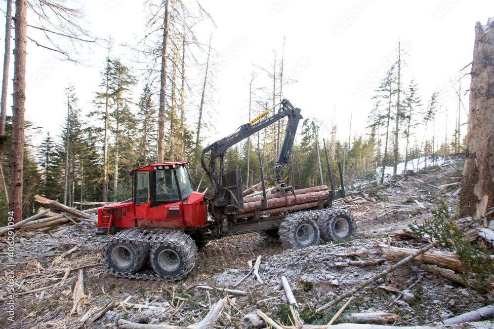 Deforestation. A modern red harvester cuts down conifers on a steep mountainside. Heavy logging equipment works in the taiga in winter. Deforestation. A modern red harvester cuts down conifers on a steep mountainside. Heavy logging equipment works in the taiga in winter.