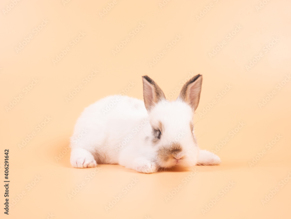 Obraz premium White adorable baby rabbit on yellow background. Cute baby rabbit.