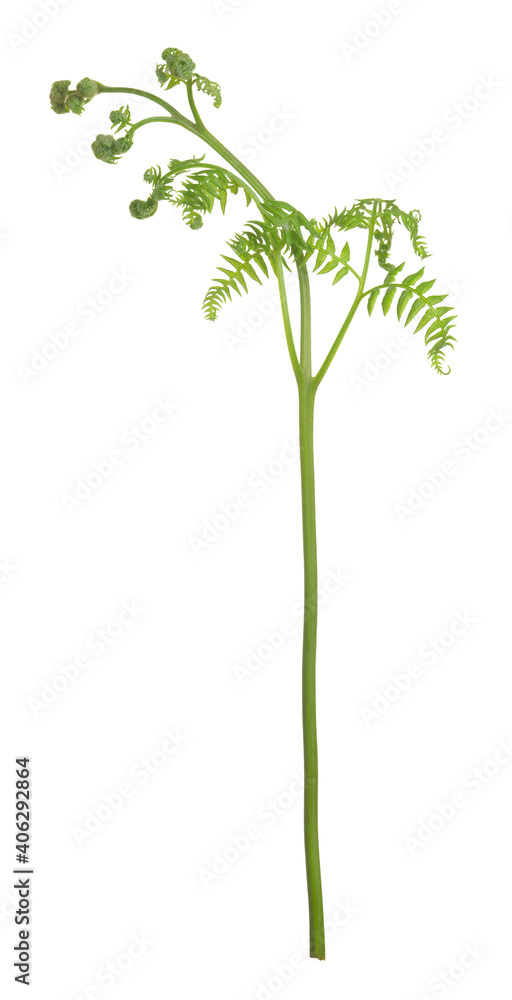 Fototapeta premium Eagle fern, Pteridium aquilinum plant isolated on white background