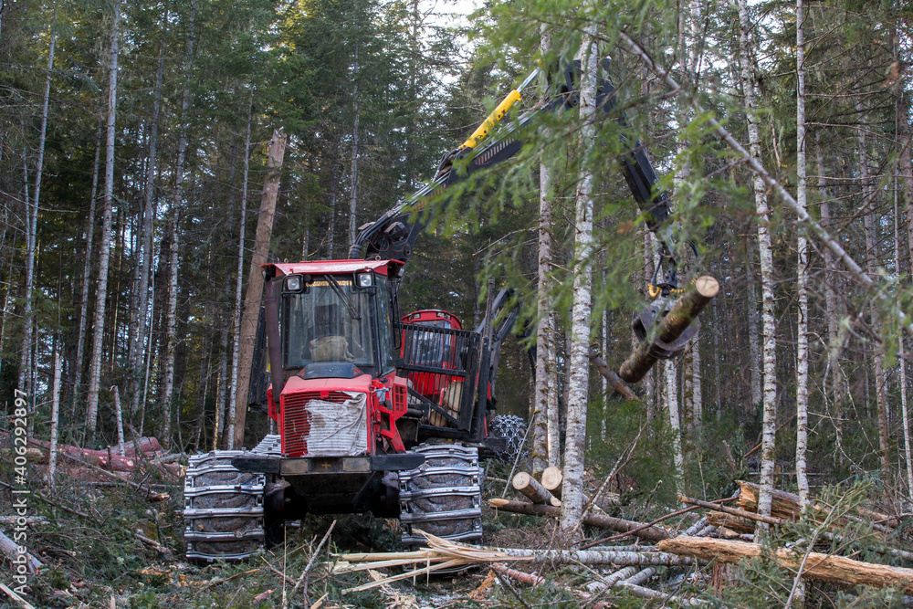 The work of heavy logging equipment in the winter taih. A forwarder, loaded with sawed wood, descends from a steep slope of a snowy mountain to eat coniferous trees. The work of heavy logging equipment in the winter taih. A forwarder, loaded with sawed wood, descends from a steep slope of a snowy mountain to eat coniferous trees.