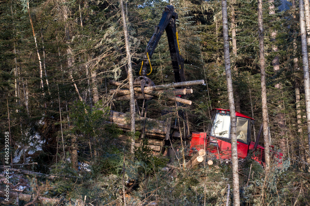 The work of heavy logging equipment in the winter taih. A forwarder, loaded with sawed wood, descends from a steep slope of a snowy mountain to eat coniferous trees. The work of heavy logging equipment in the winter taih. A forwarder, loaded with sawed wood, descends from a steep slope of a snowy mountain to eat coniferous trees.
