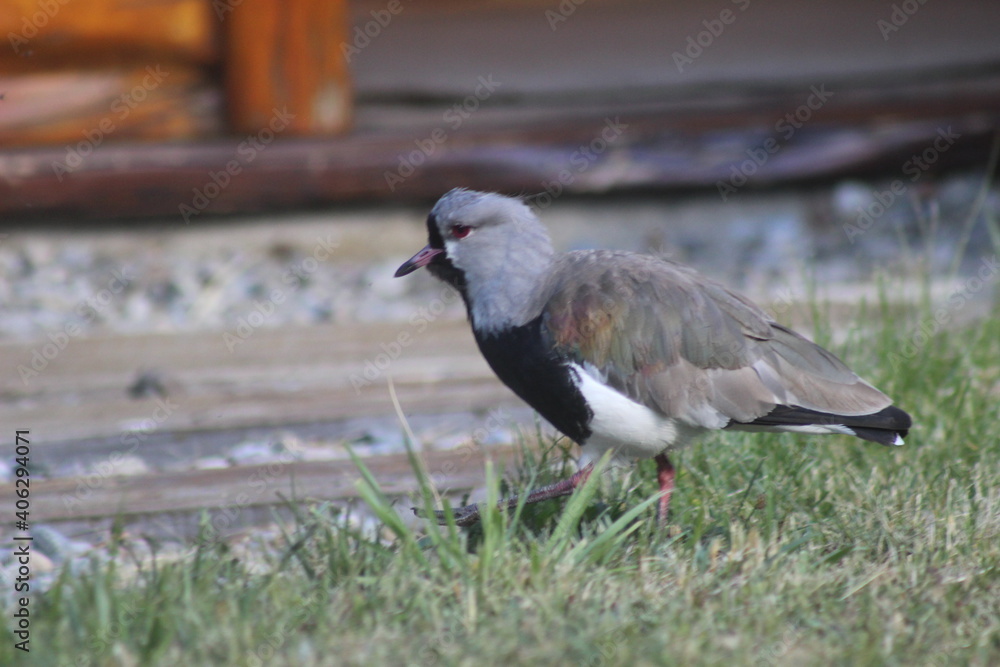 Fototapeta premium Bird