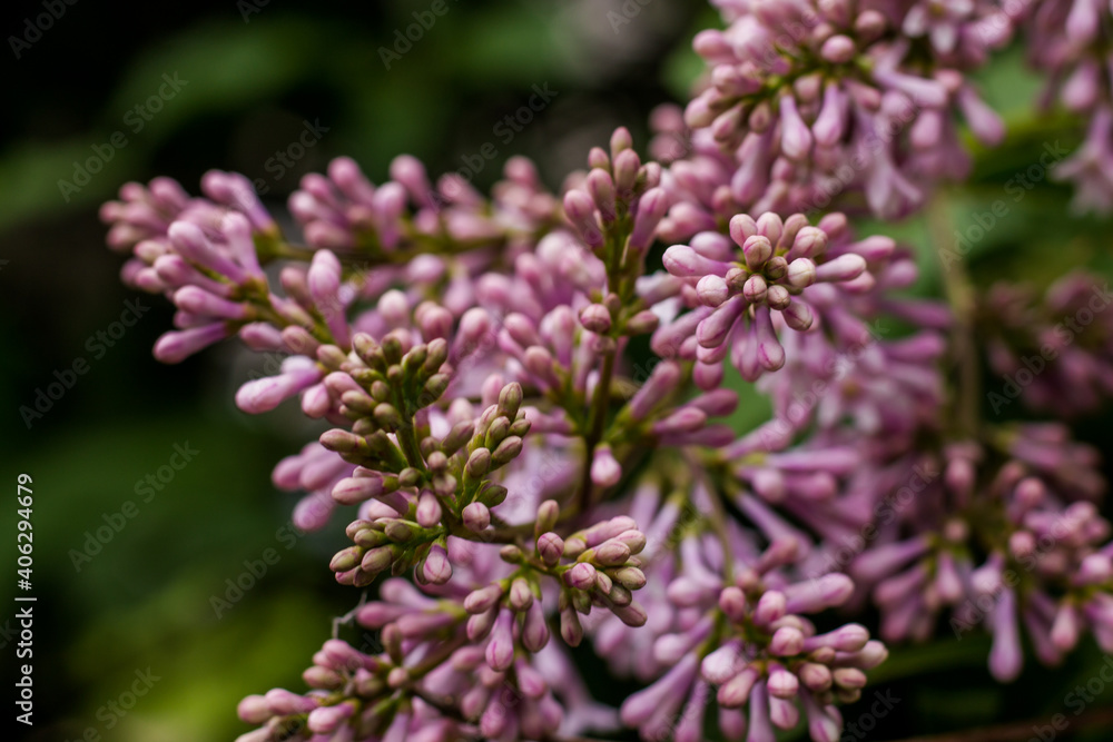 blooming lilacs in the far east. Beauty of nature. Spring flowers on the tree blooming lilacs in the far east. Beauty of nature. Spring flowers on the tree