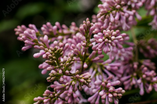 blooming lilacs in the far east. Beauty of nature. Spring flowers on the tree