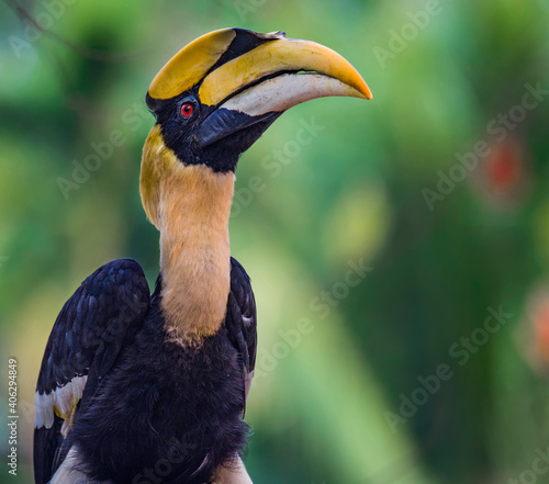 The Great Hornbill on white background