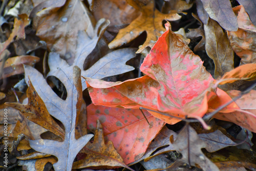 Fall leaves decaying on the forest floor in Tennessee Fall leaves decaying on the forest floor in Tennessee
