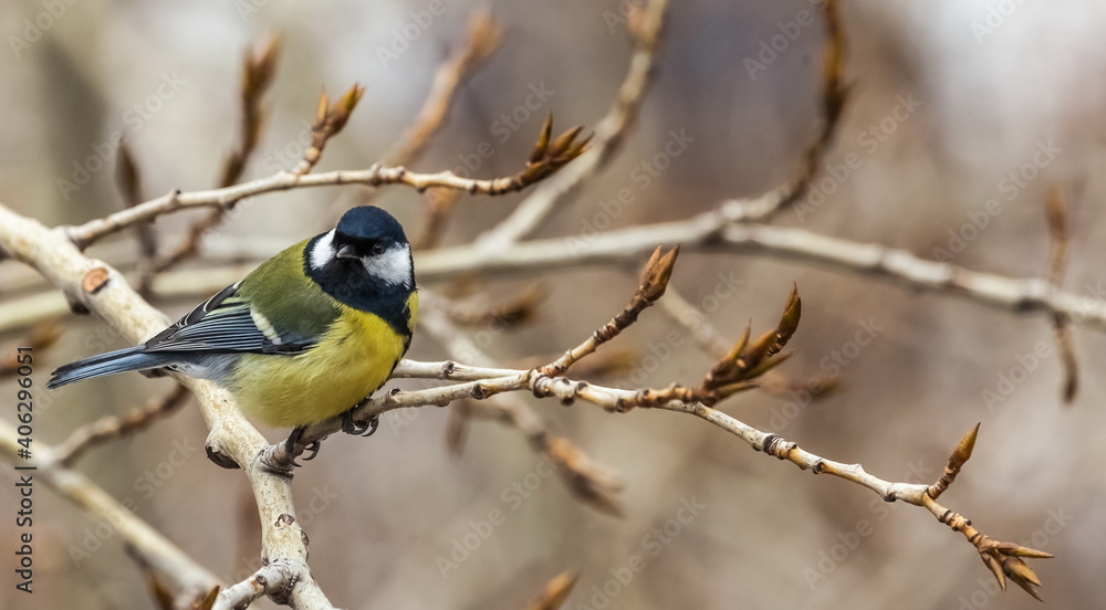 Bird tit close up on a branch of a poplar tree in spring Bird tit close up on a branch of a poplar tree in spring