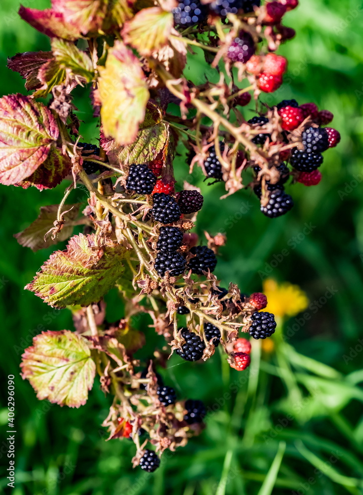 Black raspberry close-up in the garden in autumn Black raspberry close-up in the garden in autumn