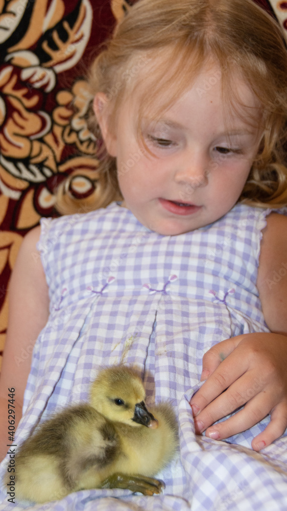 A small yellow fluffy duckling sits in the arms of a girl. A small yellow fluffy duckling sits in the arms of a girl.