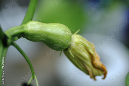 the female pumpkin flower become a fruit after being  fertilized