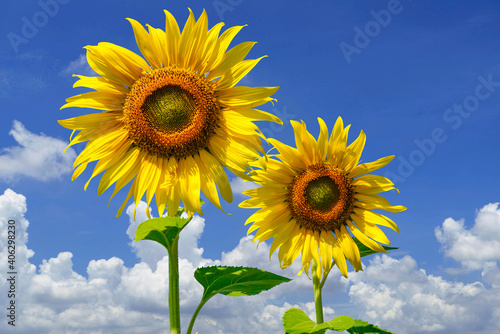 Flowering sunflower on blue sky background. Sunflowers have abundant health benefits. Sunflower oil improves skin health and promote cell regeneration.