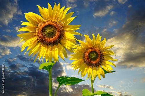 Flowering sunflower on blue sky background. Sunflowers have abundant health benefits. Sunflower oil improves skin health and promote cell regeneration.