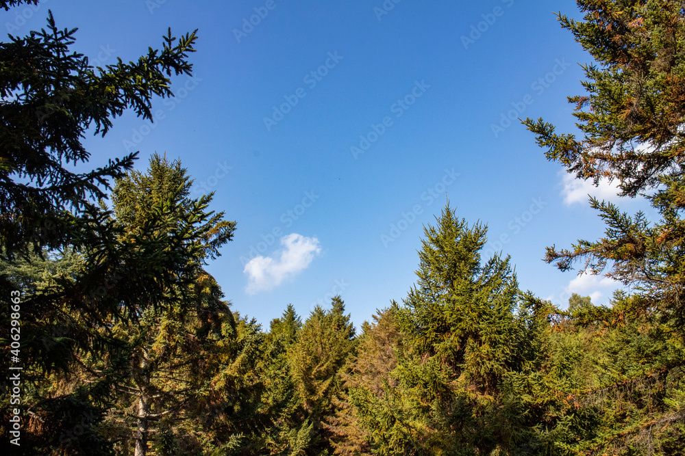 緑の森から見上げた青空と白い雲
The blue sky with white clouds above the green forest