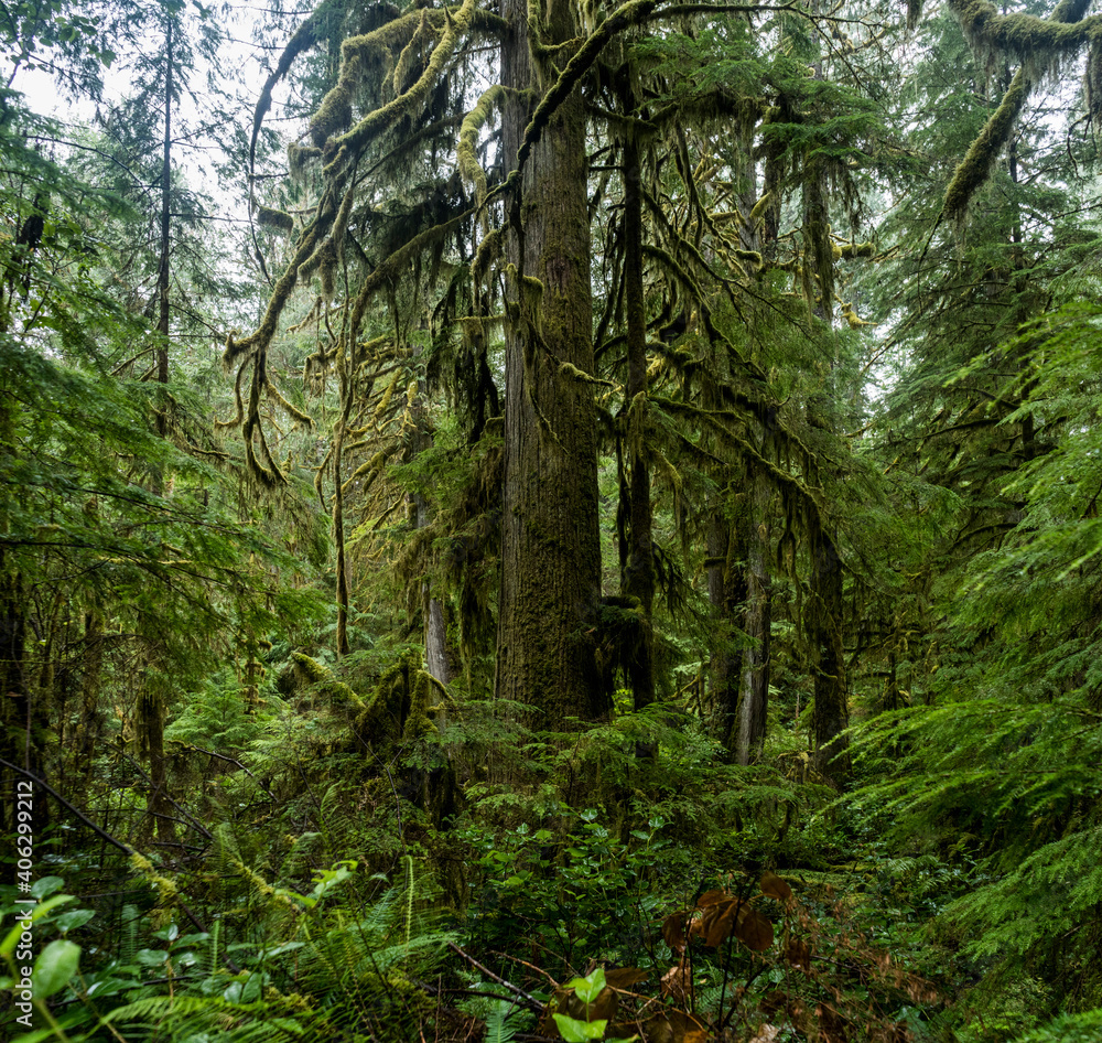 In the middle of old forest with moss