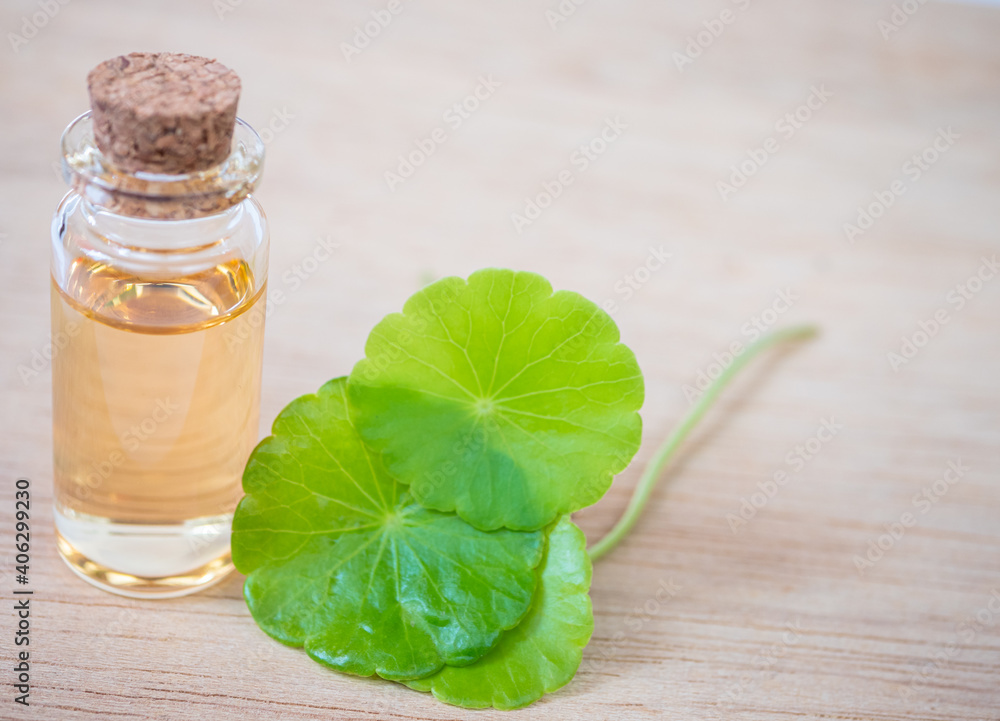 Gotu Kola leaf and bottle of essential oil extract. Gotu Kola leaf and bottle of essential oil extract.